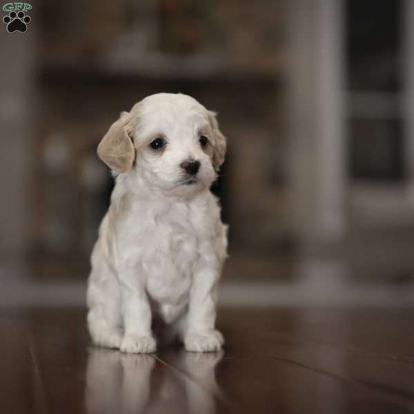Heartie, Miniature Poodle Mix Puppy